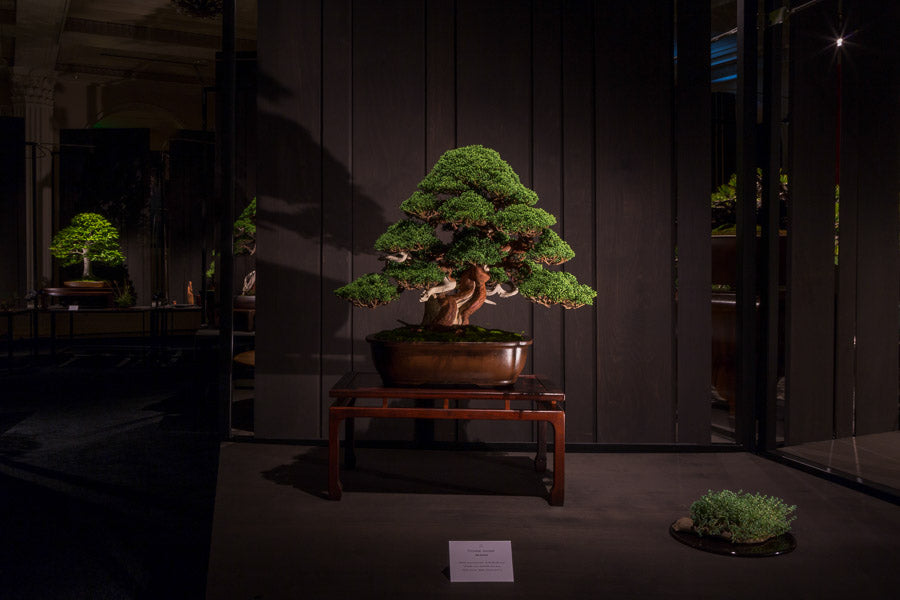 Bonsai Stands