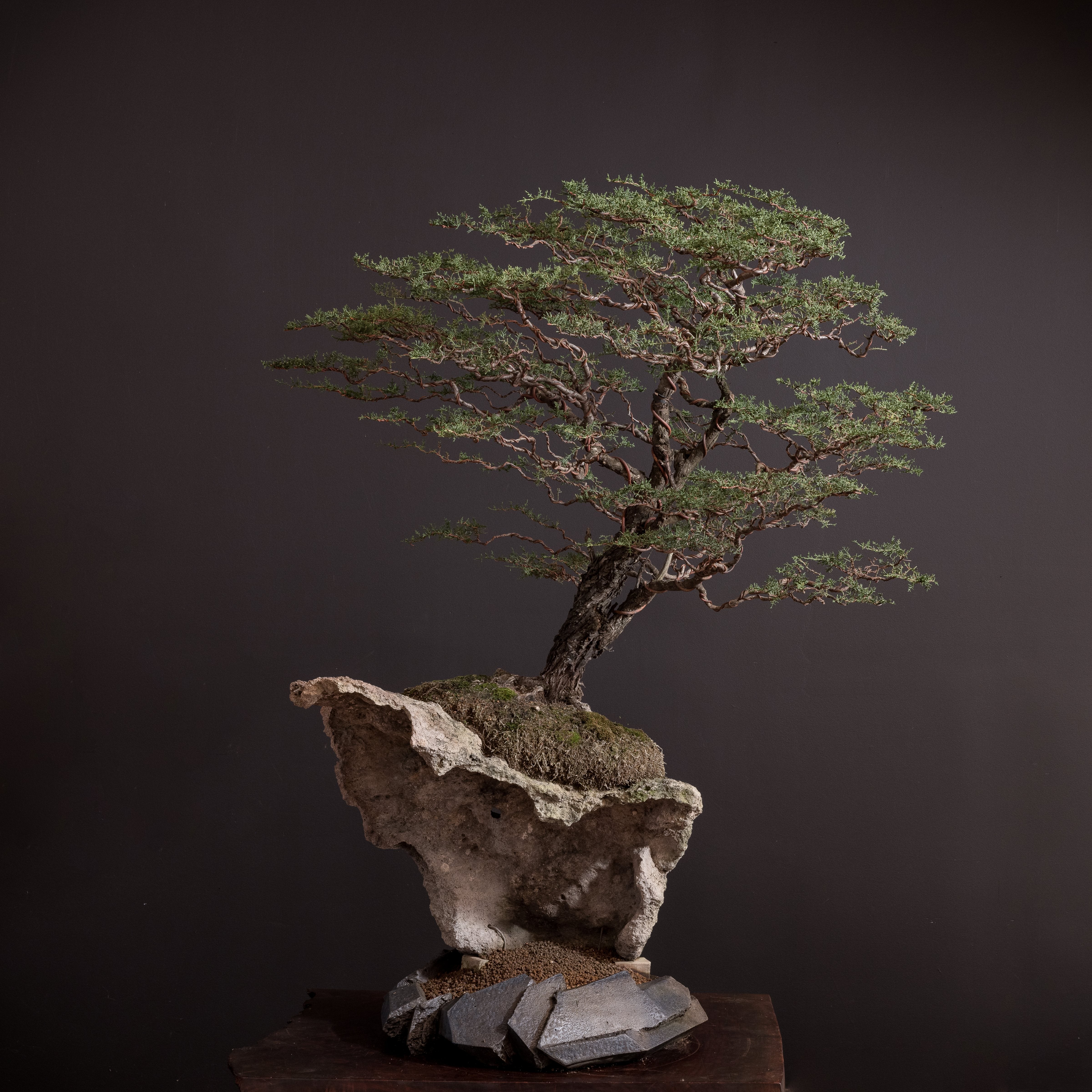 Jonathan Cross Bonsai Ceramics | Gas, Soda & Wood-Fired – Mirai Goods
