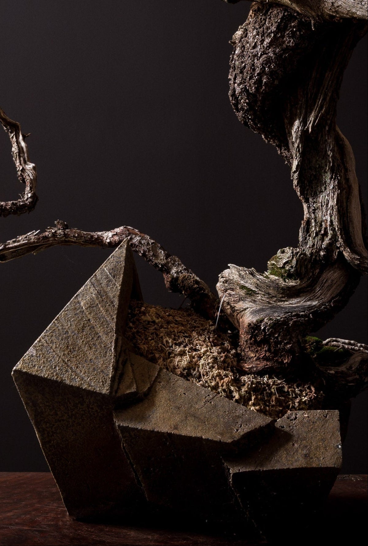 Close-up of a bonsai tree with a dark background