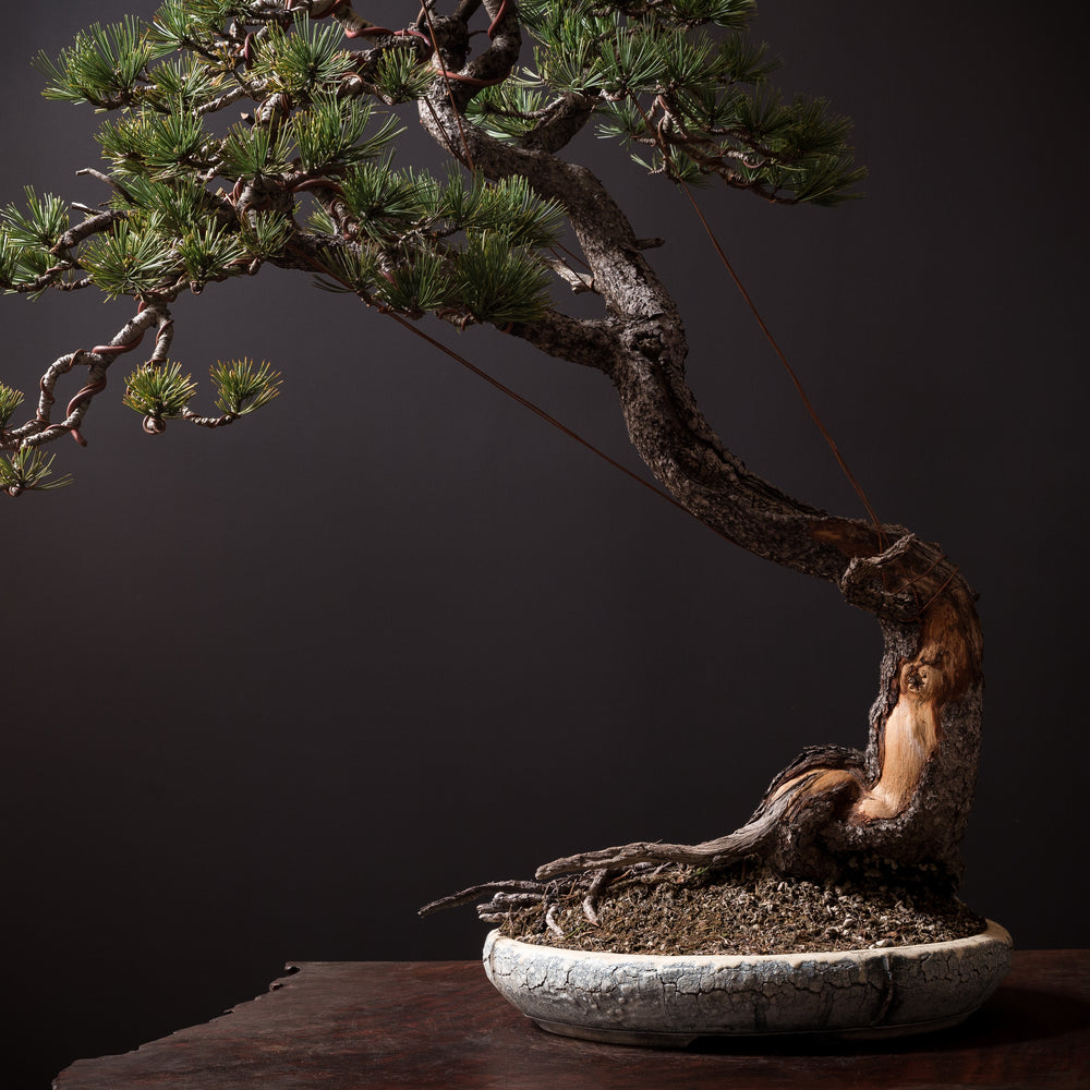 Limber Pine No. 18