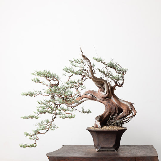 Sierra Juniper