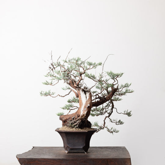 Sierra Juniper