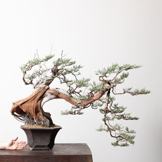 Sierra Juniper