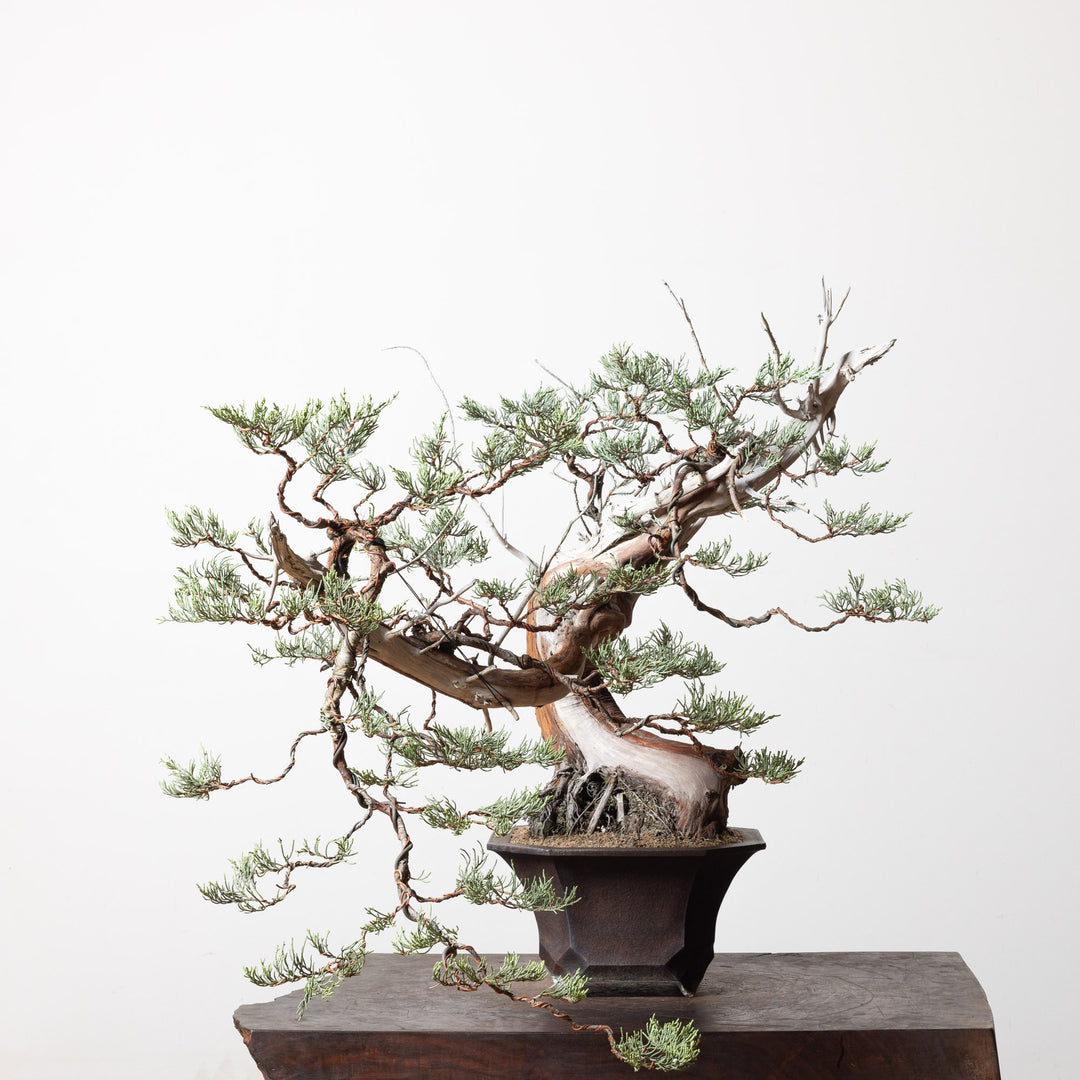Sierra Juniper