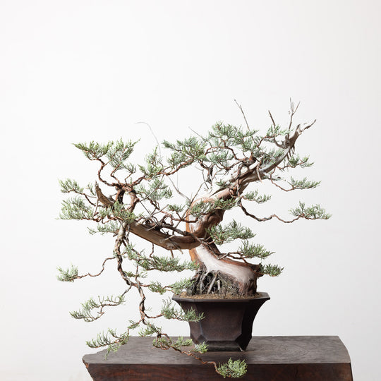 Sierra Juniper