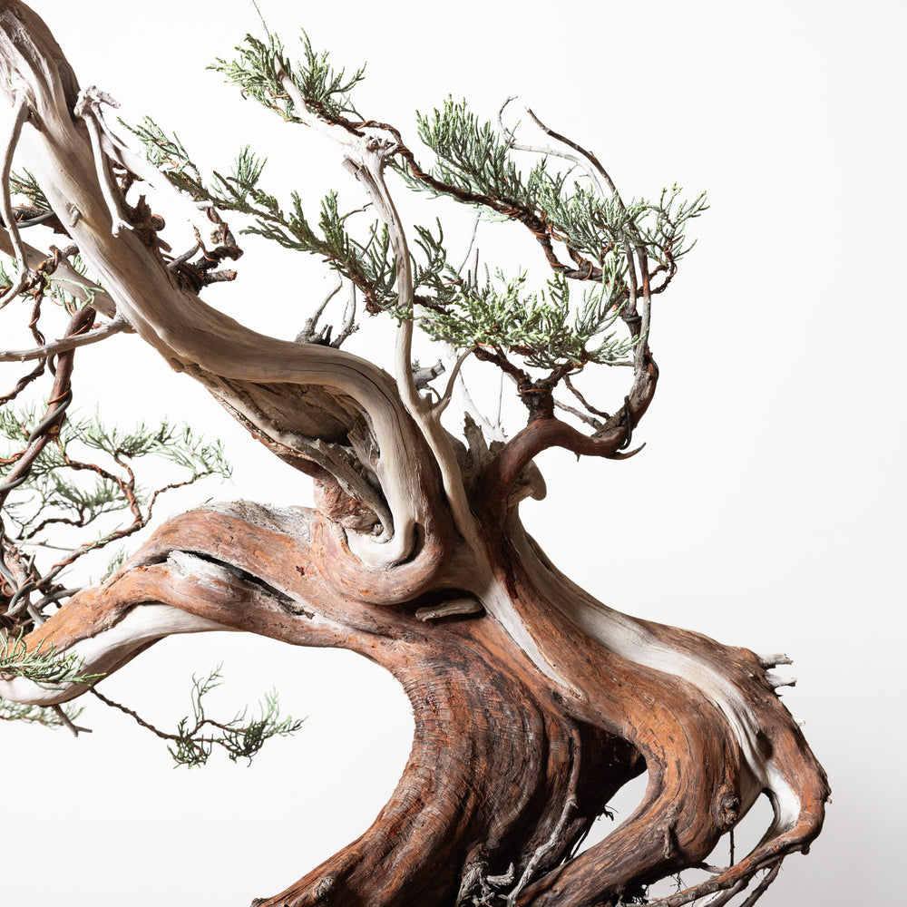 Sierra Juniper