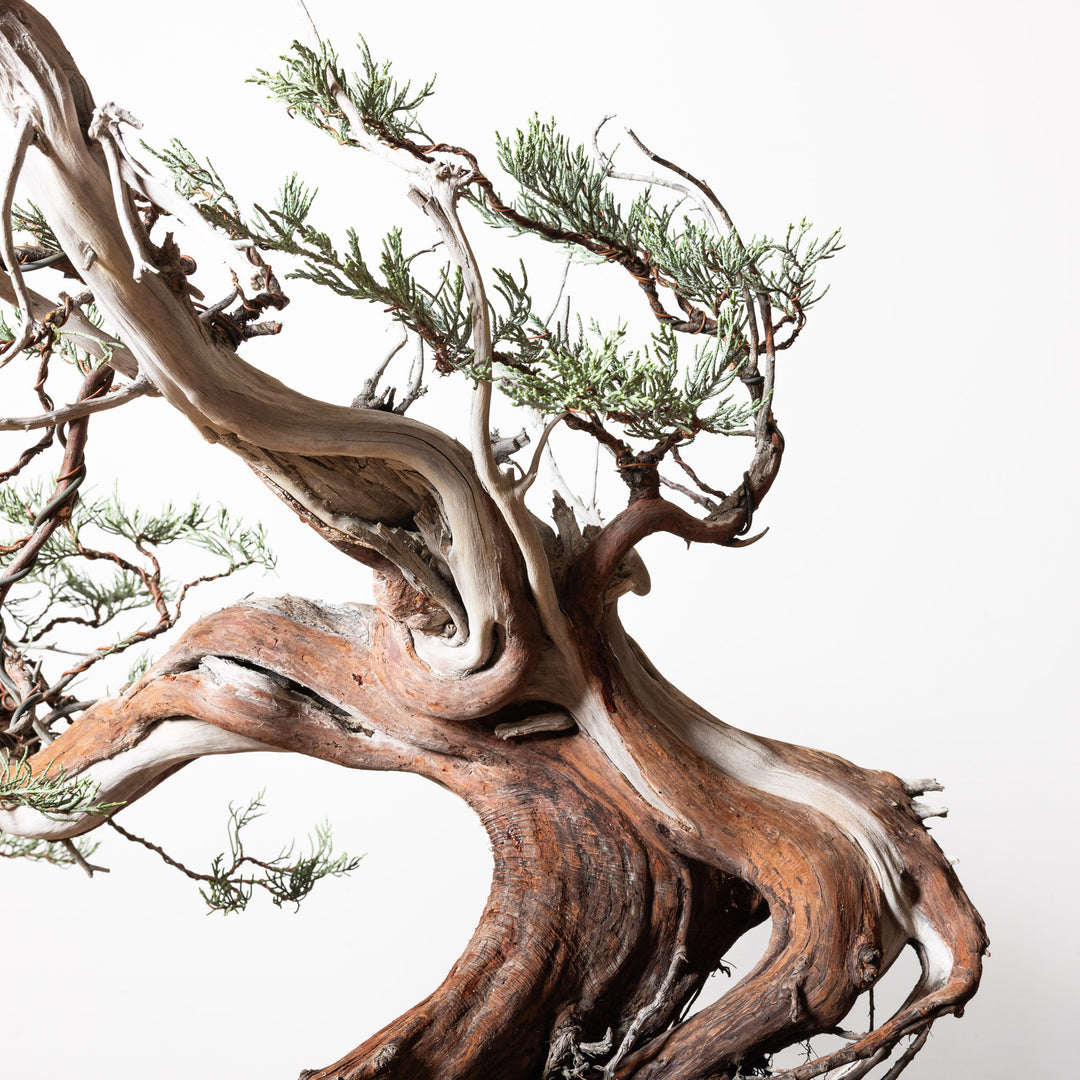 Sierra Juniper