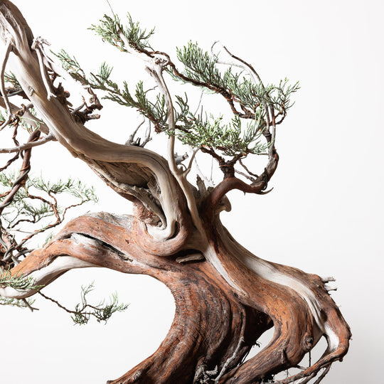 Sierra Juniper