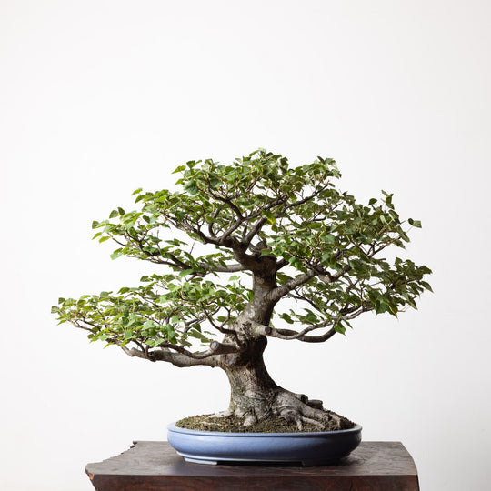 Linden