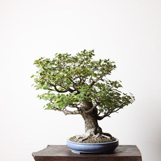 Linden