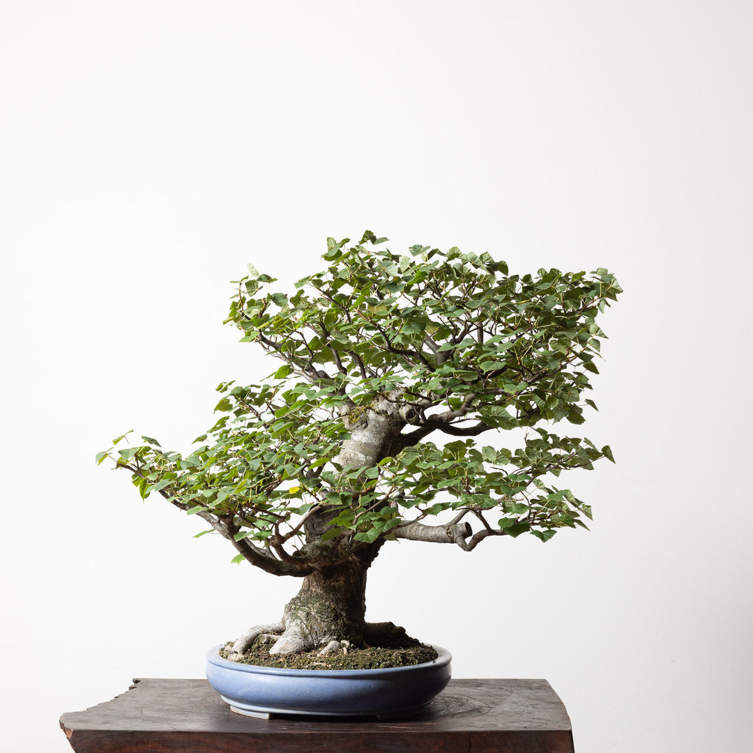 Linden