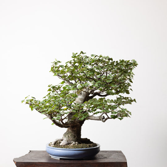 Linden