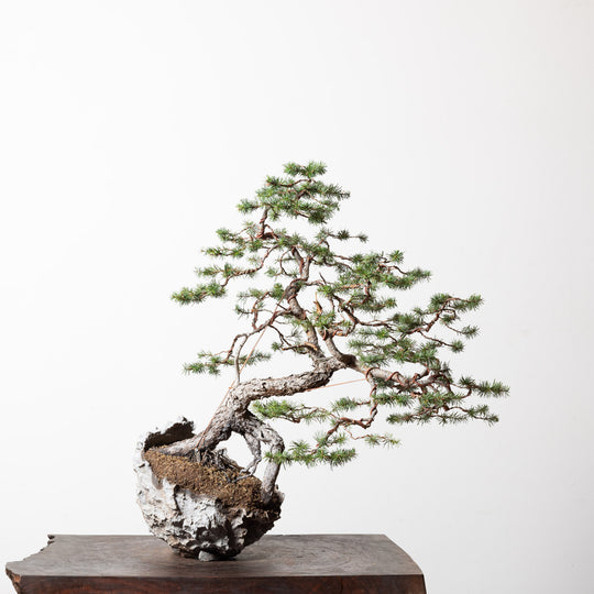 Douglas Fir