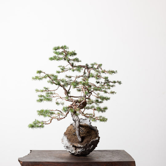 Douglas Fir