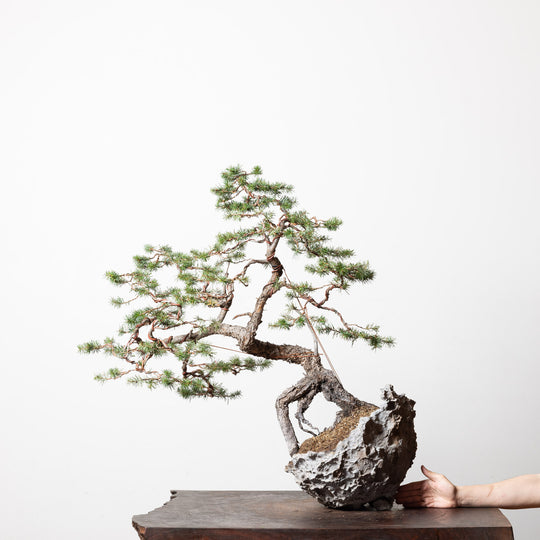 Douglas Fir