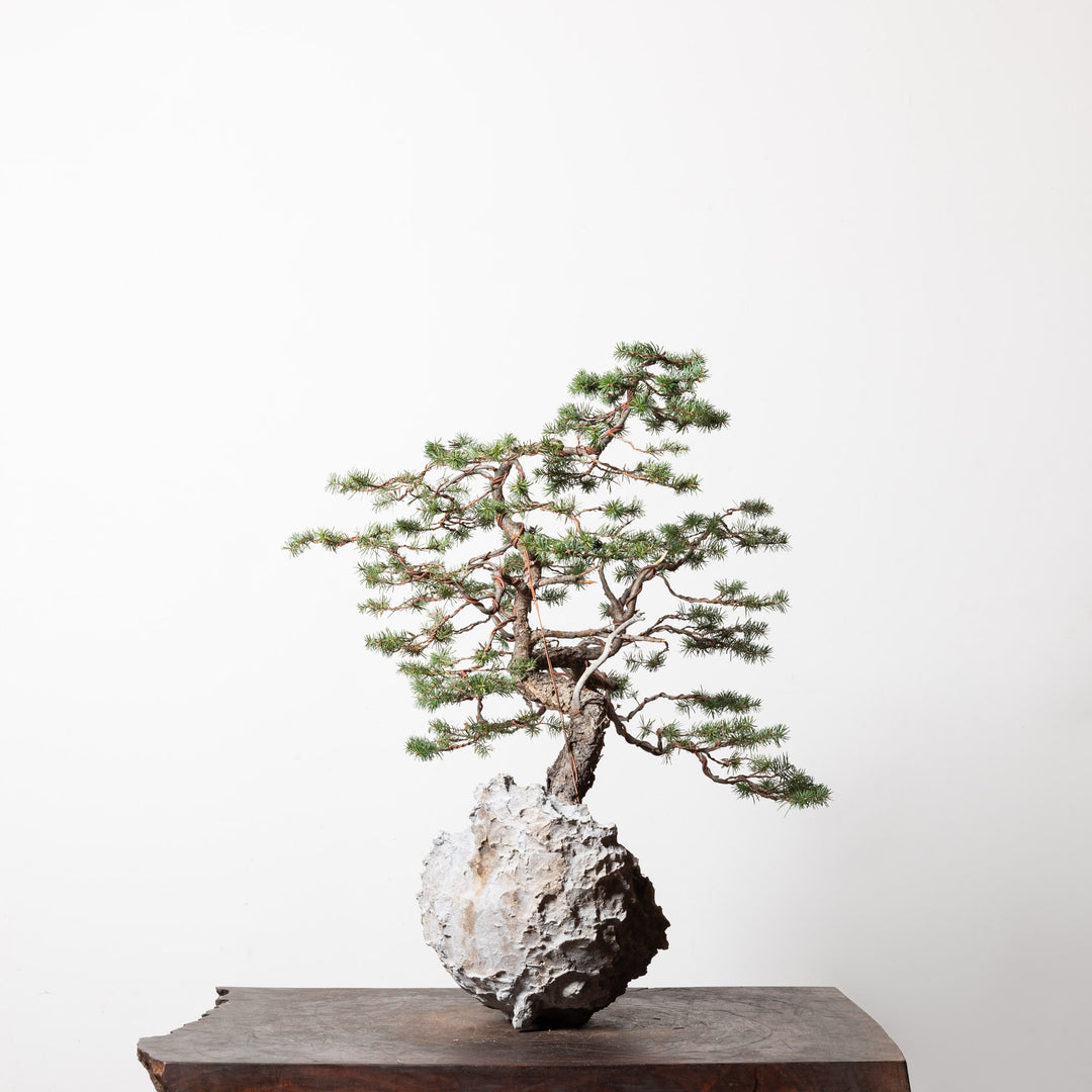 Douglas Fir