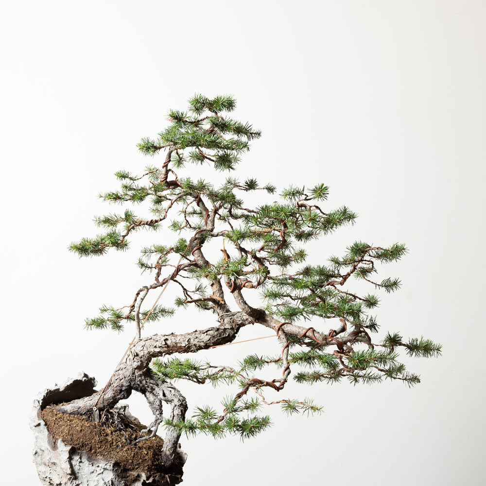 Douglas Fir