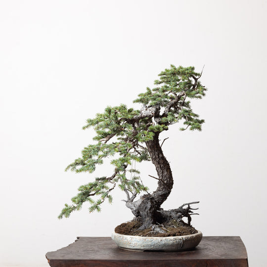 Colorado Blue Spruce
