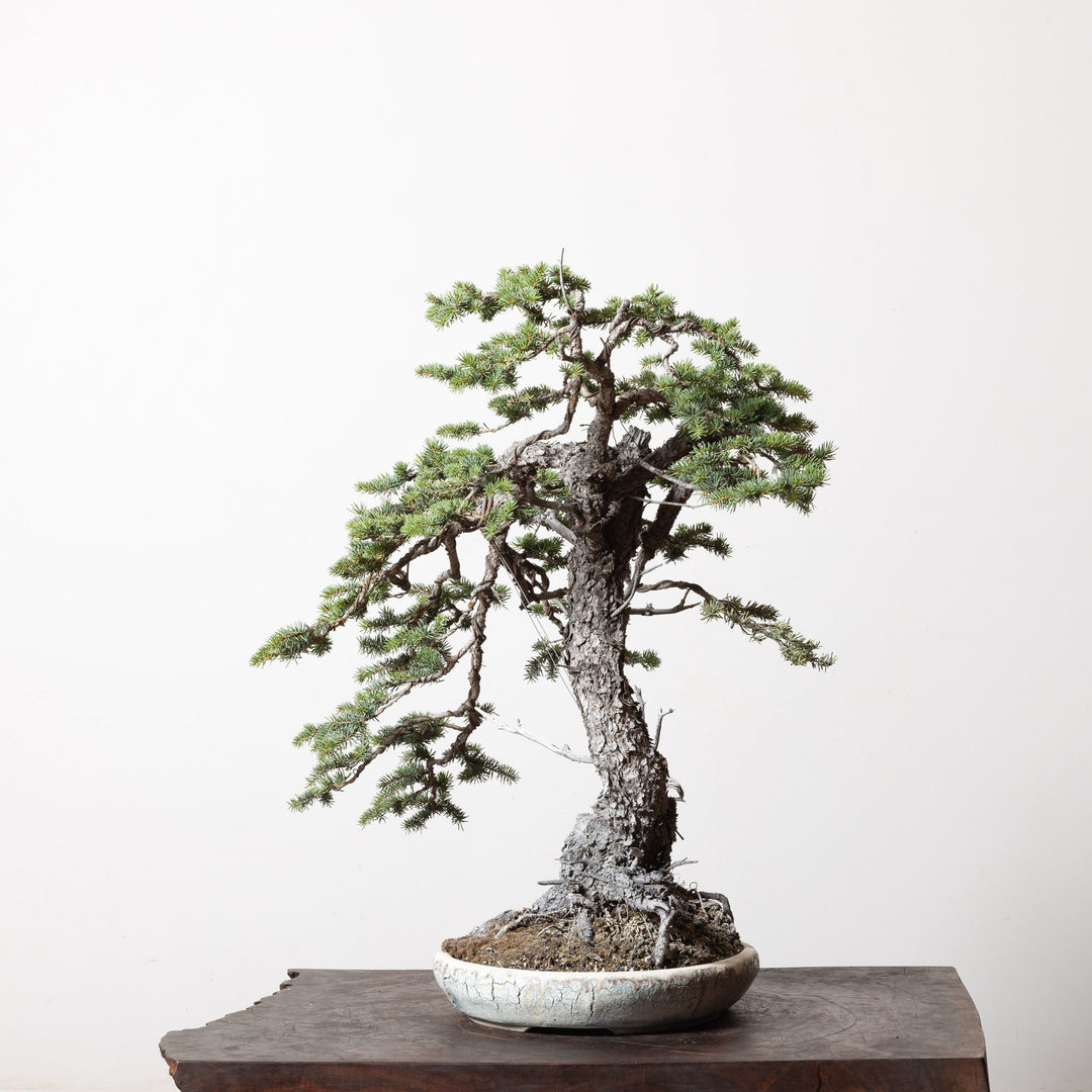 Colorado Blue Spruce