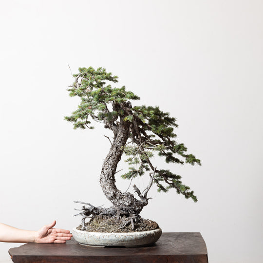 Colorado Blue Spruce