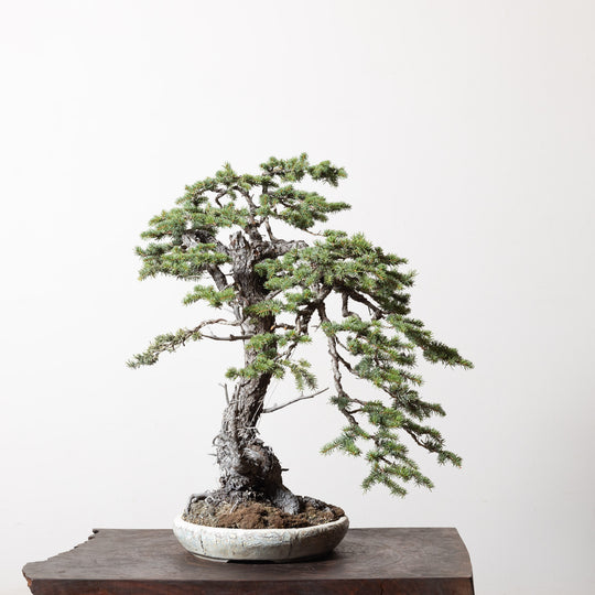 Colorado Blue Spruce