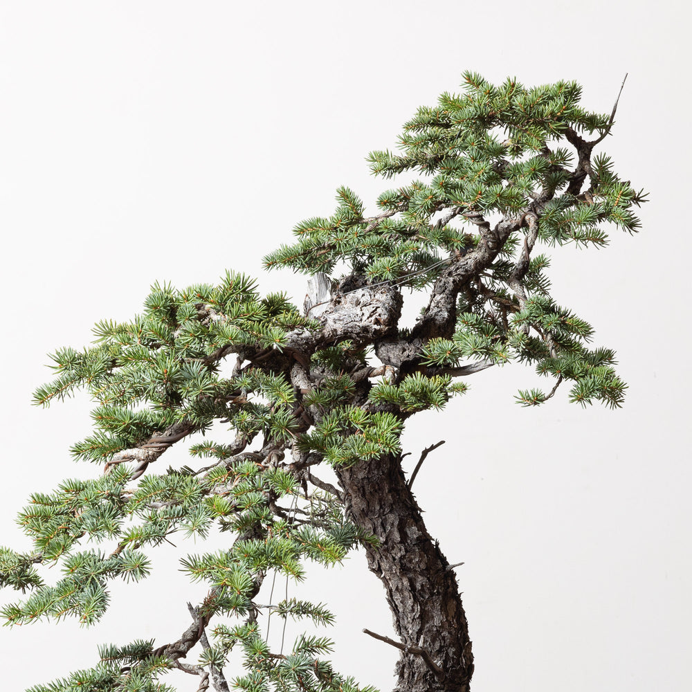 Colorado Blue Spruce