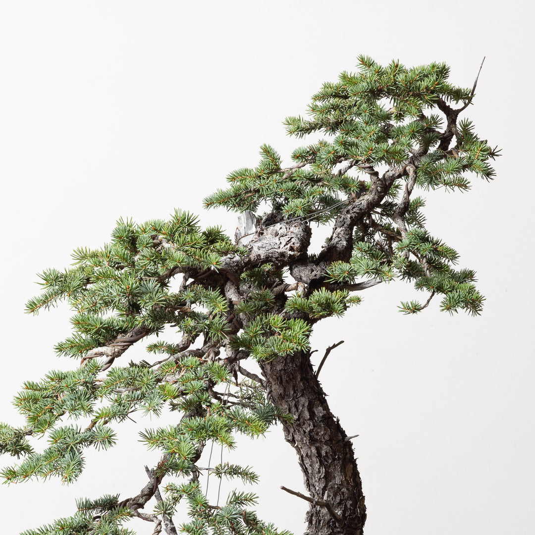 Colorado Blue Spruce