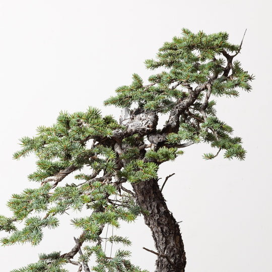 Colorado Blue Spruce