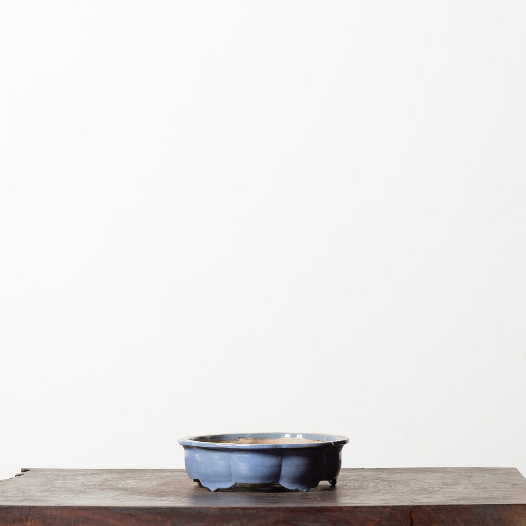Glazed Lotus No. 100