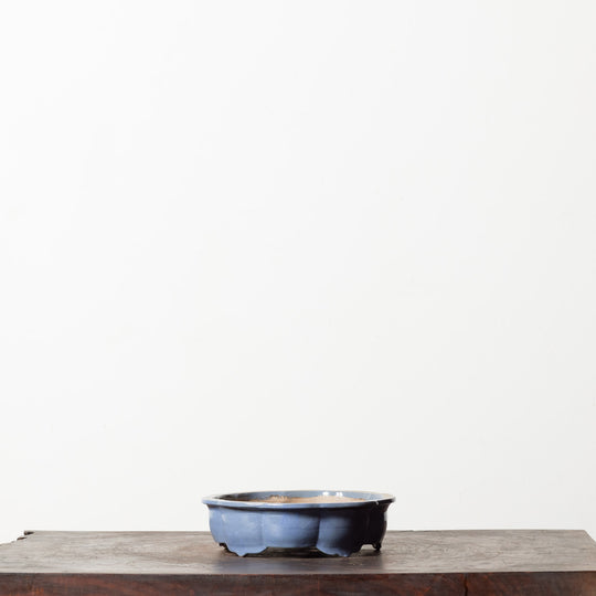 Glazed Lotus No. 100