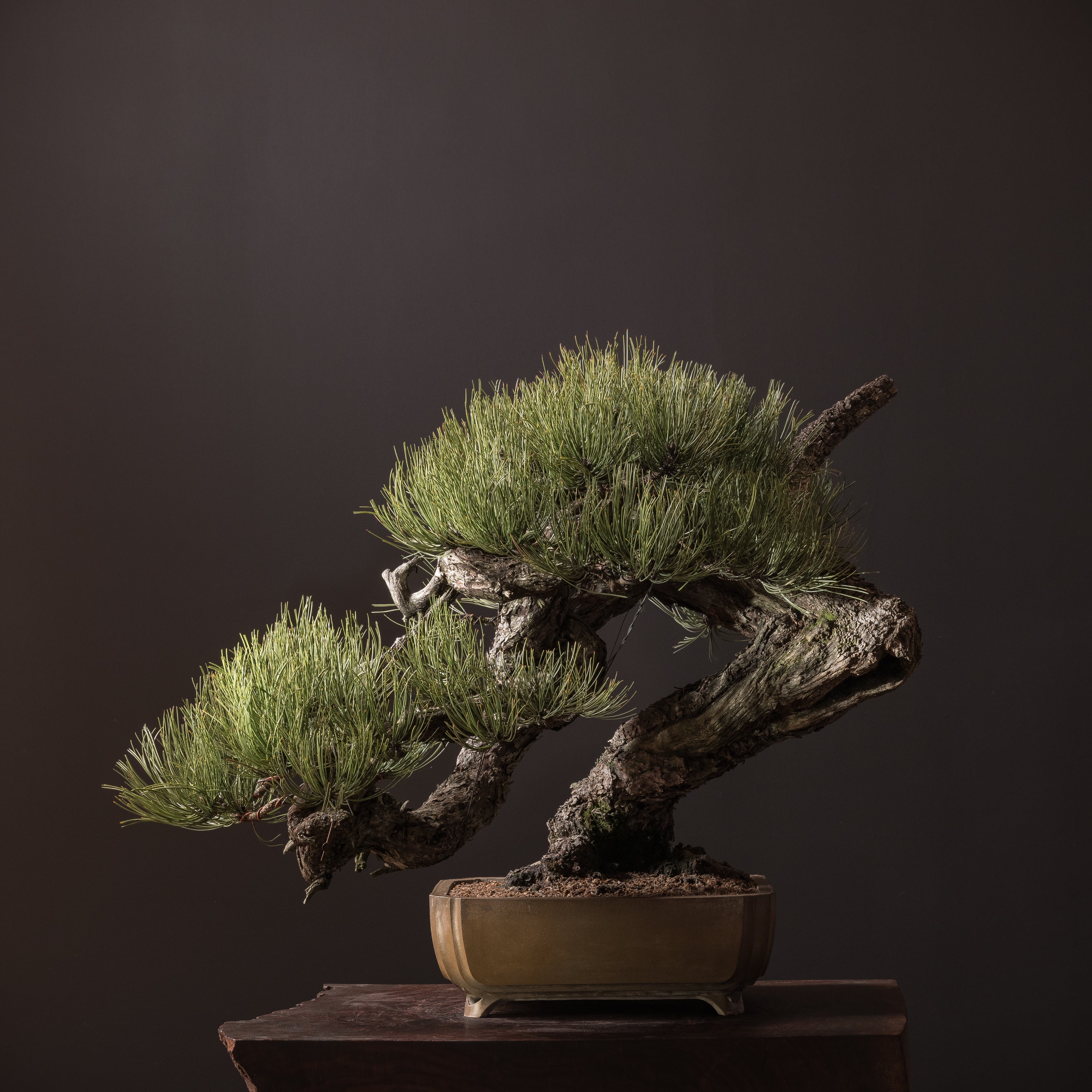 Tom Benda Bonsai Ceramics | Wood-Fired Glazed & Unglazed – Mirai Goods