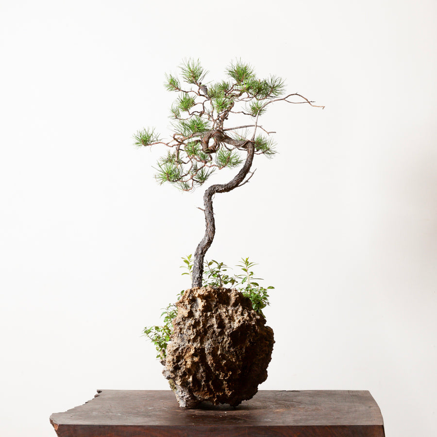 Shore Pine No. 1