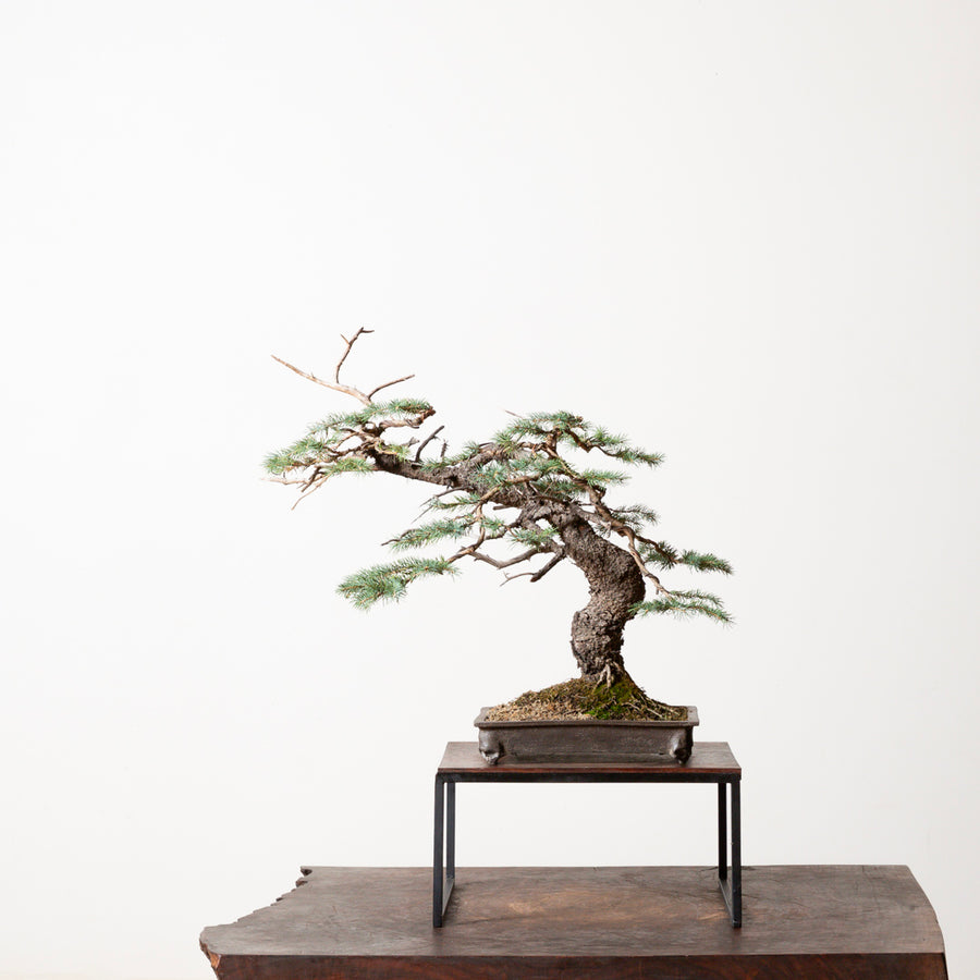 Engelmann Spruce No. 2