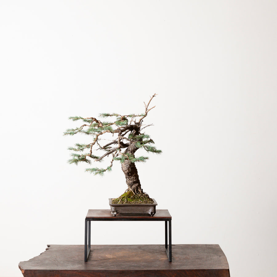 Engelmann Spruce No. 2