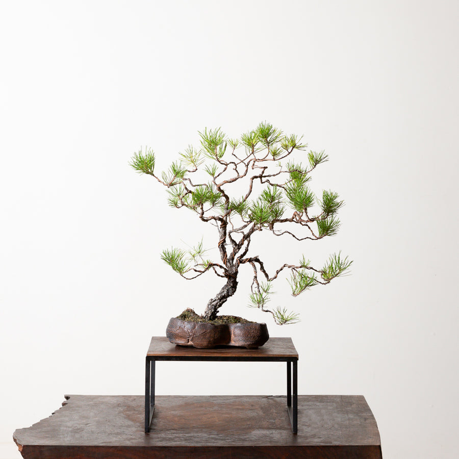 Shore Pine No. 3