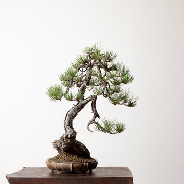 Ponderosa Pine No. 3