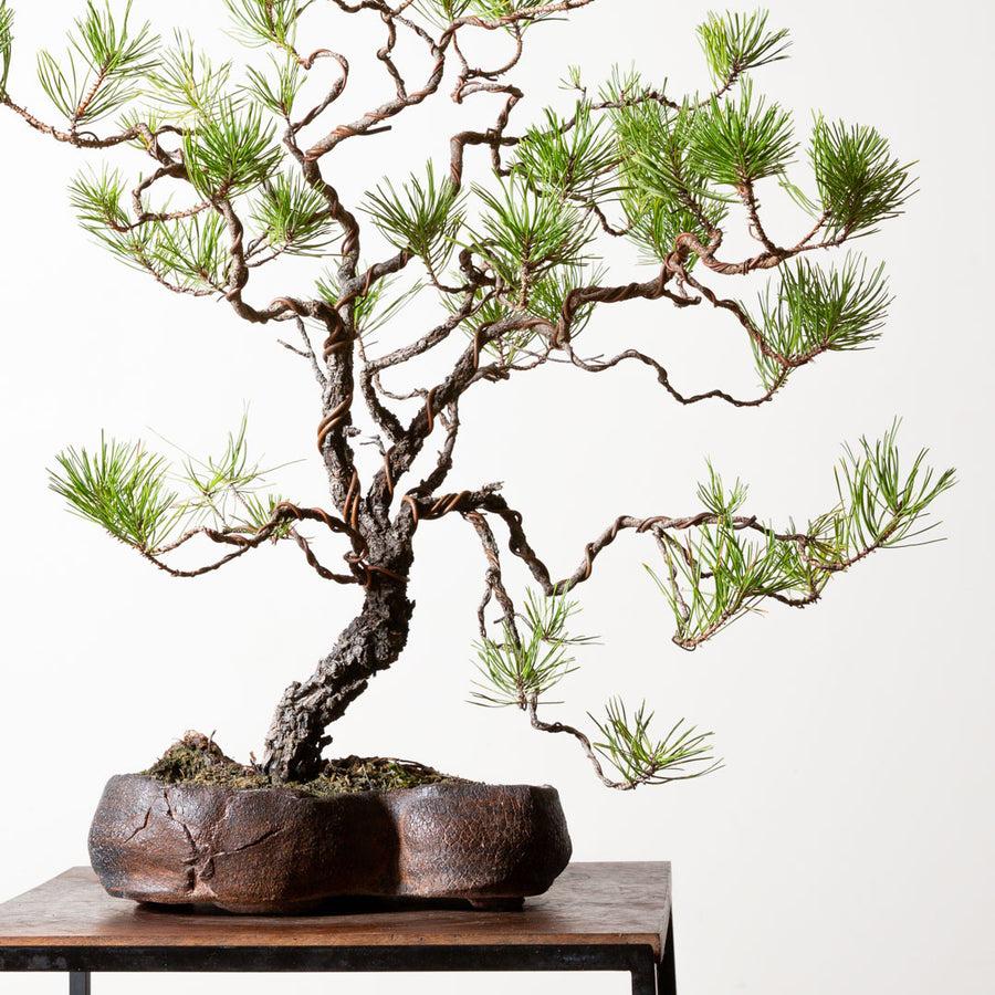 Shore Pine No. 3