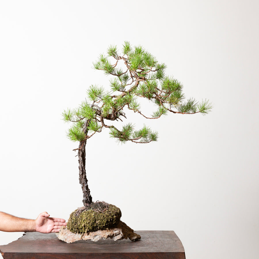 Shore Pine No. 5