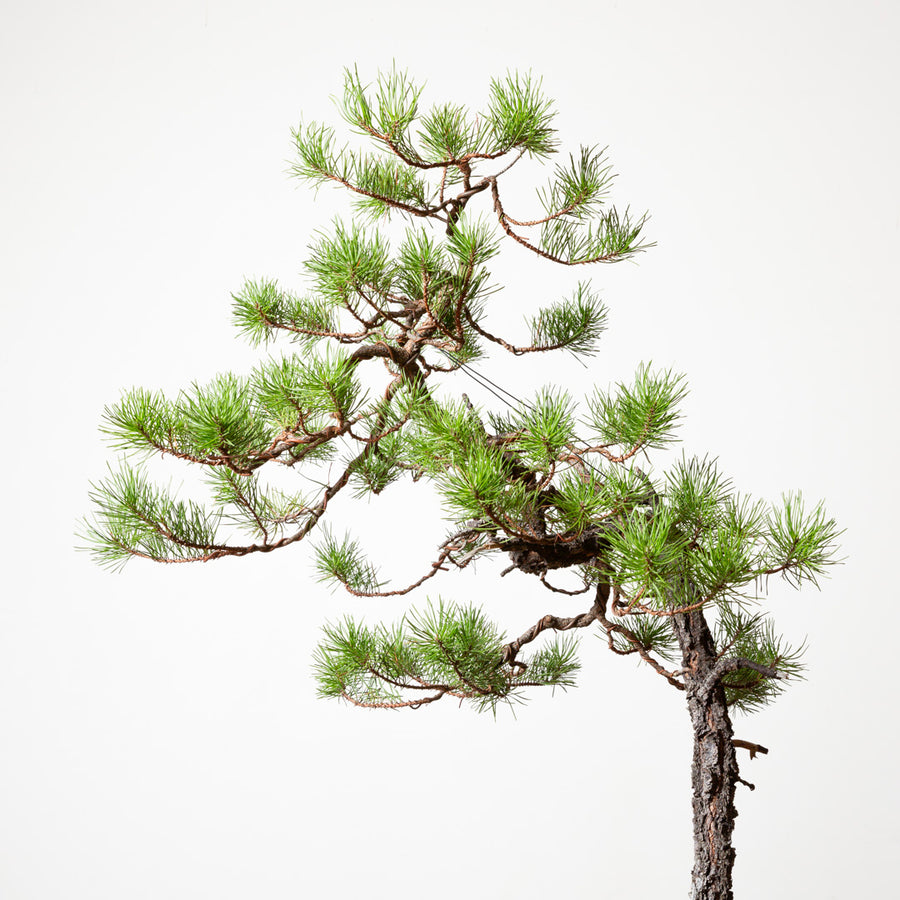 Shore Pine No. 5