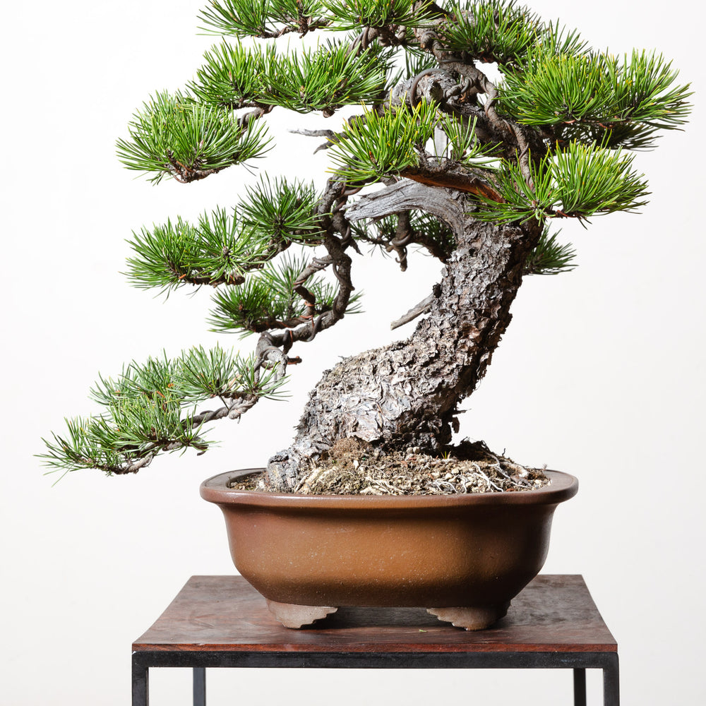 Lodgepole Pine No. 1