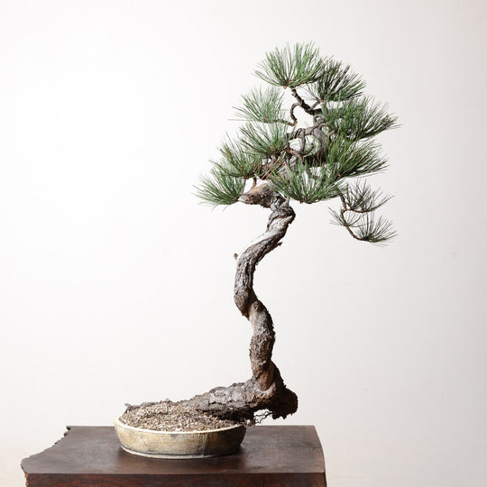 Ponderosa Pine No. 1