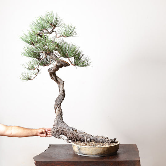 Ponderosa Pine No. 1