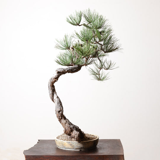 Ponderosa Pine No. 1