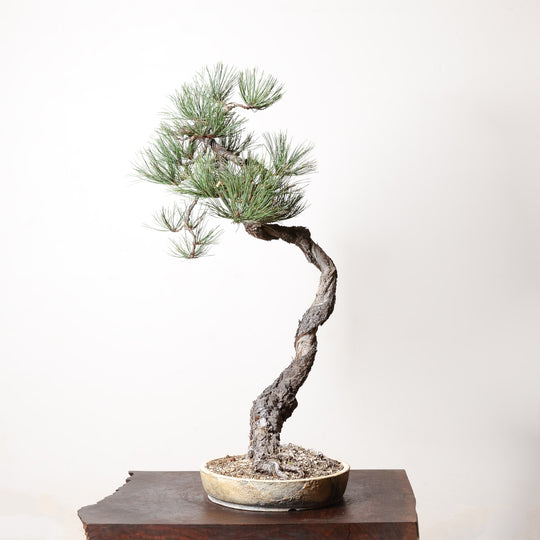 Ponderosa Pine No. 1