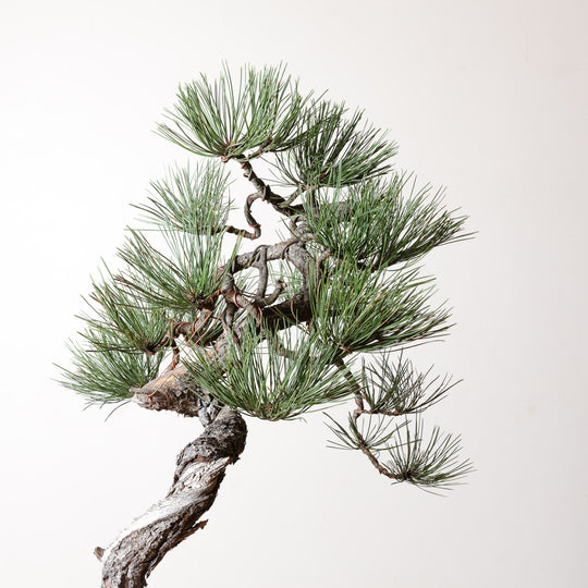 Ponderosa Pine No. 1