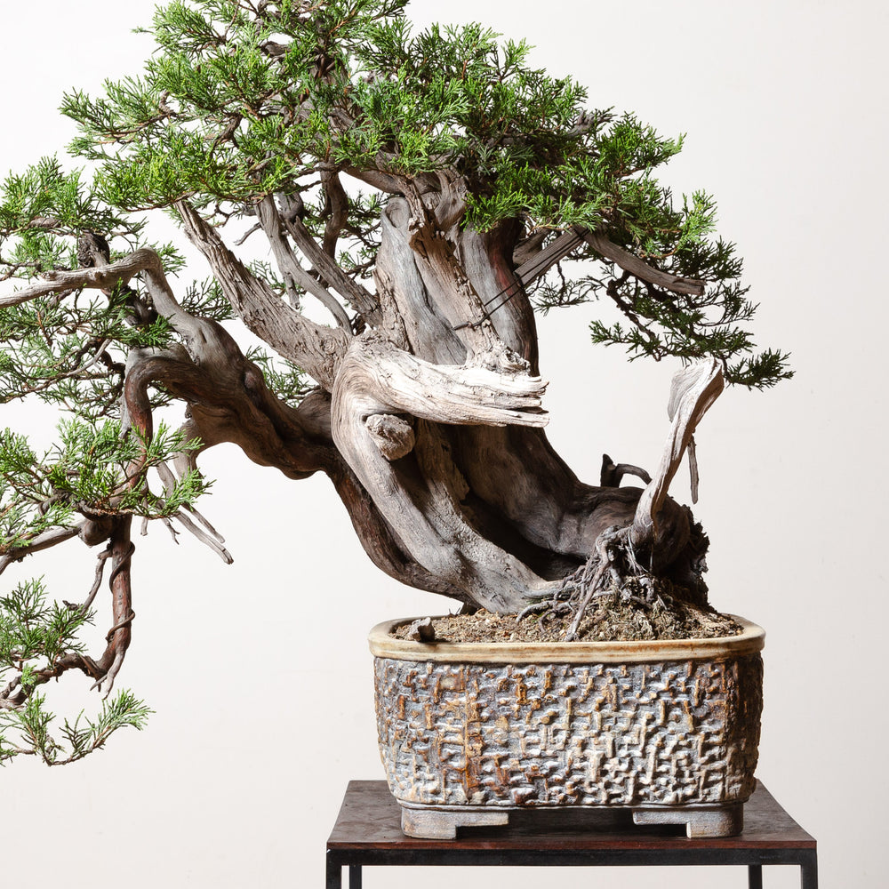 Rocky Mountain Juniper No. 1