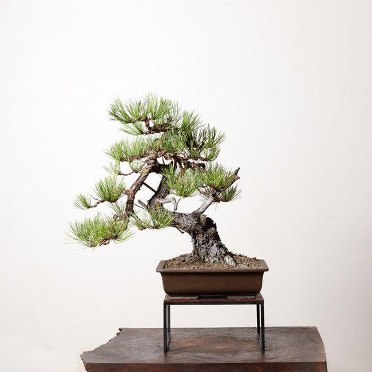 Ponderosa Pine No. 2