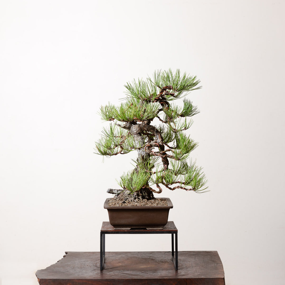 Ponderosa Pine No. 2