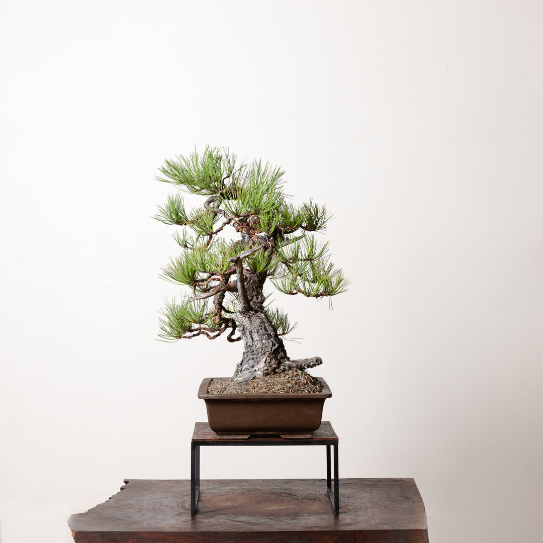 Ponderosa Pine No. 2