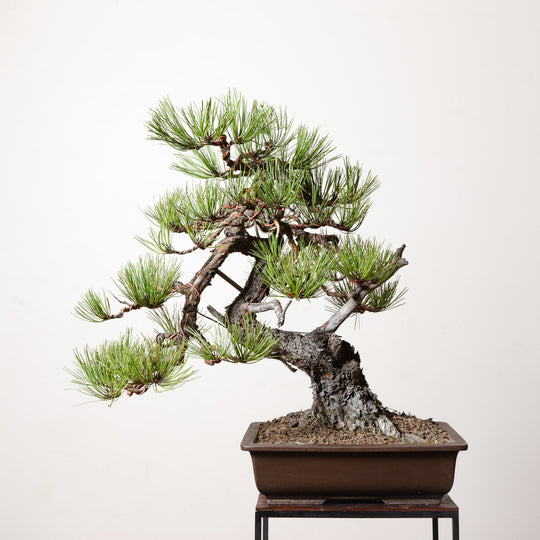 Ponderosa Pine No. 2